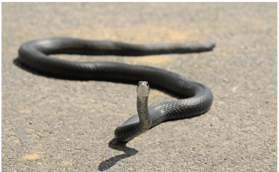 Northern Black Racer